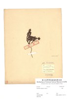 藏品(杜櫻)的圖片